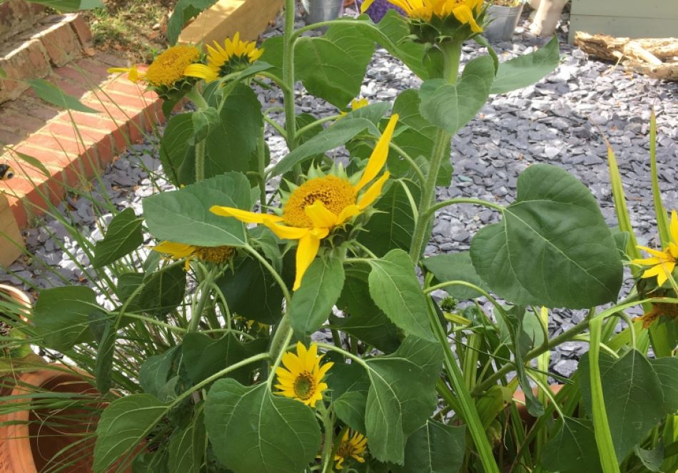 Listening and Telling Stories: growth and empowerment