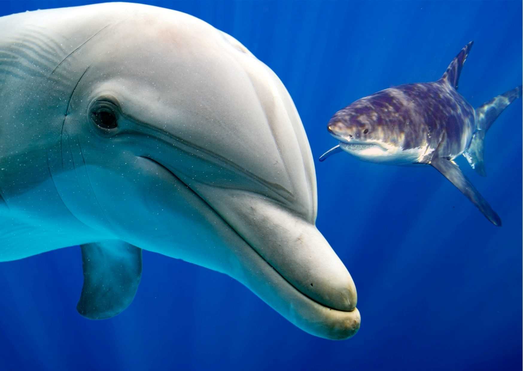 Are you a Shark or a Dolphin?