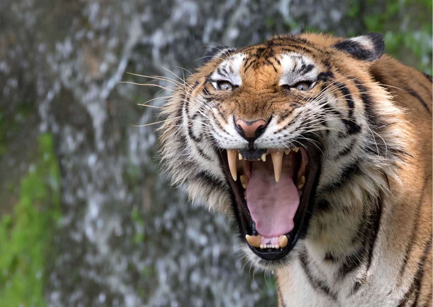 I am woman, hear me roar!