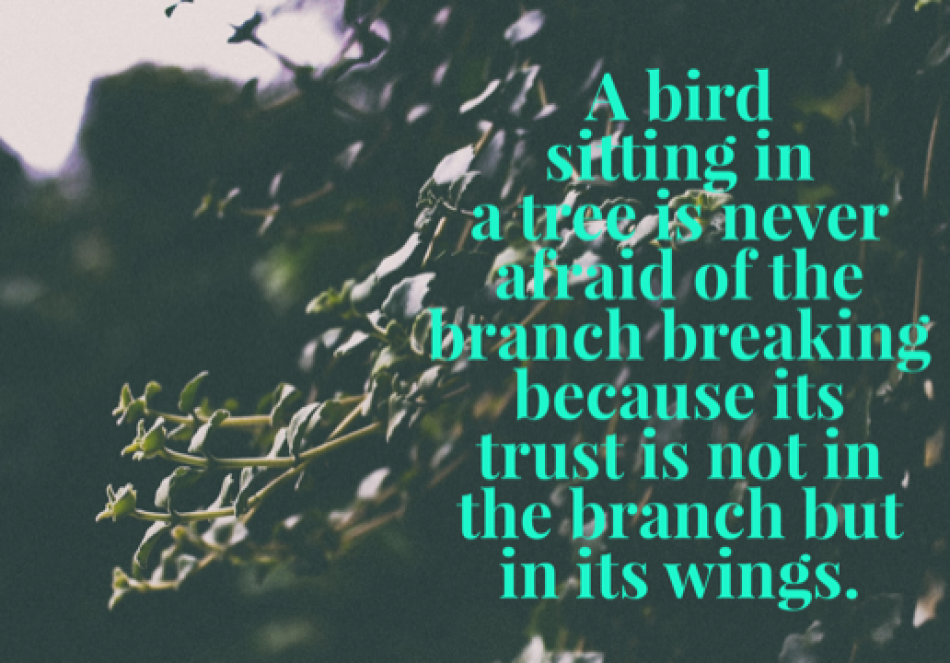 Broken branches help you fly